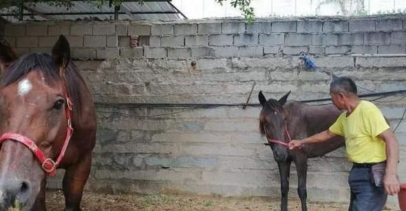 福建下海救人的第三匹马已痊愈，那它的主人怎么样了？