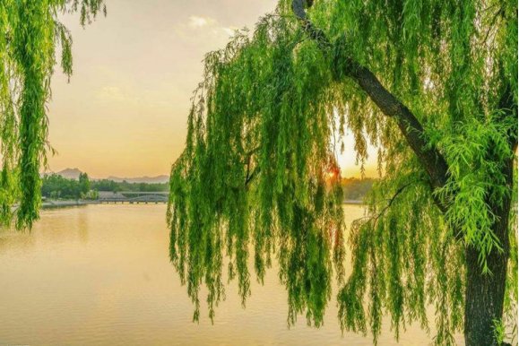 种子靠风旅行的植物有哪些