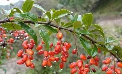 重阳节这一天将茱萸佩带于臂，或插在头上能起到什么作用？