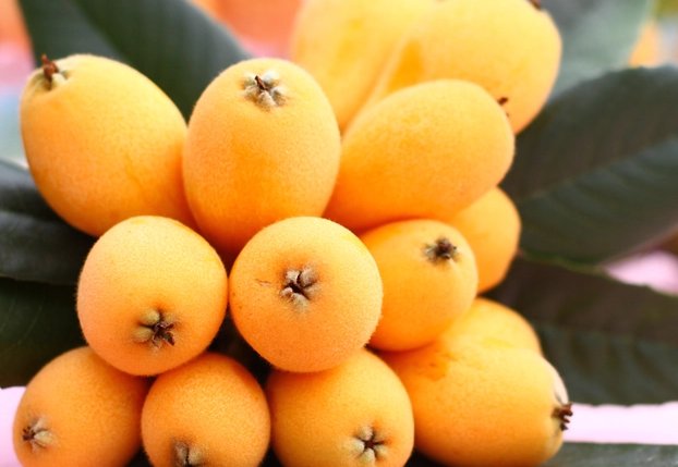 科学家用一辈子为枇杷改名，枇杷的改名经历了哪些？