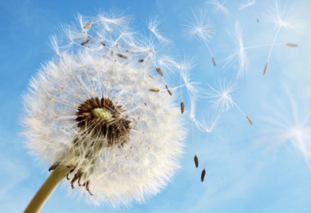 种子传播方法10种