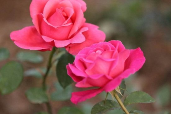 月季花在什么时候开花几点