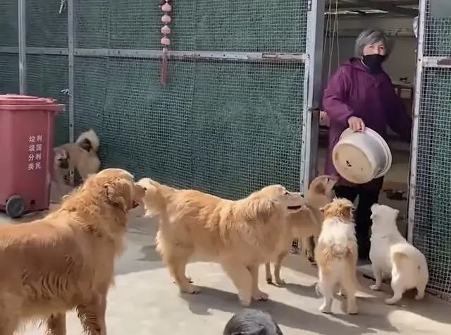 老人执念救狗20年，欠债60万卖房后住亲戚家！你觉得老人这么做值吗？