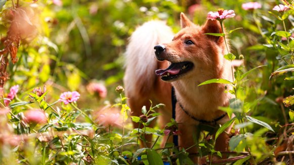 夜不闭户打一生肖