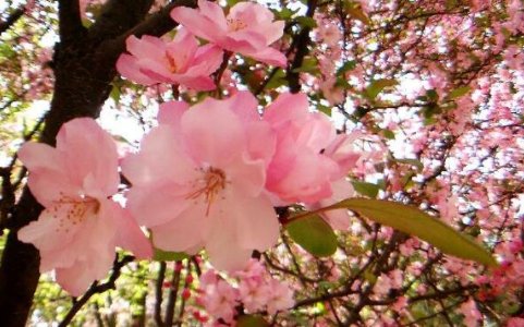 一朵孤芳自赏的花沉浸在自我欣赏之中修改病句