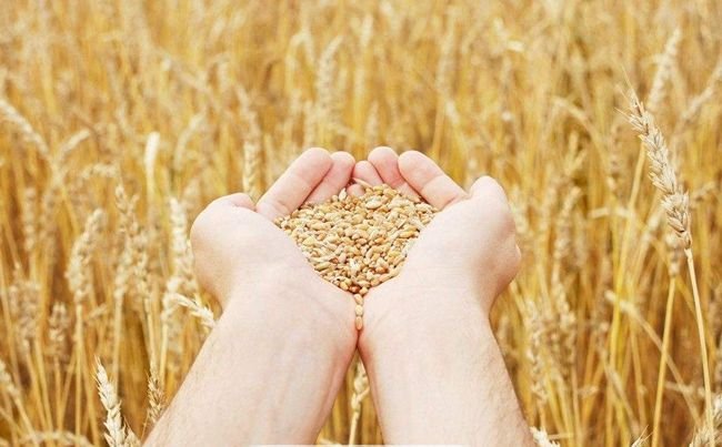 竞拍玉米存在虫眼问题被举报，对此中储粮集团作何回应？