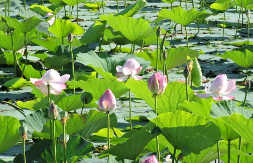 立夏看夏的意思