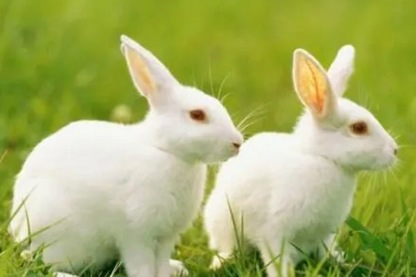 火兔的命运怎么样