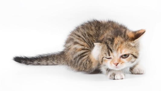 世界上最高的狗狗弗雷迪去世,致其去世的原因是什么?