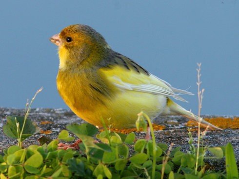 芙蓉鸟的读音有几声？