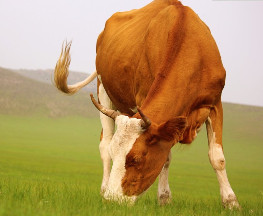 牛牪犇这几个字怎么读