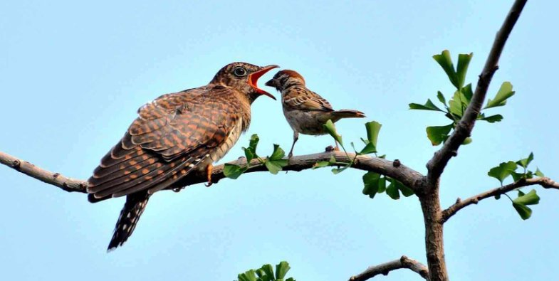 为什么布谷鸟叫是代表春天来了？
