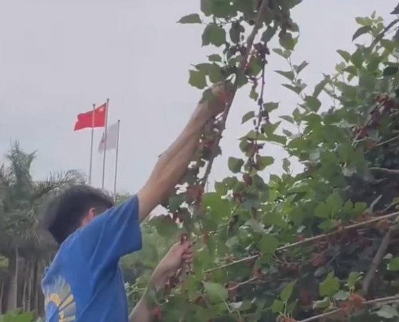 广西大学又称水果大学!如何看待广西一大学校内结满水果学生随便吃?