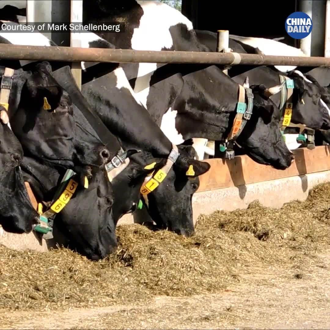 你如何看待英国奶农或将被迫倒掉牛奶这件事?