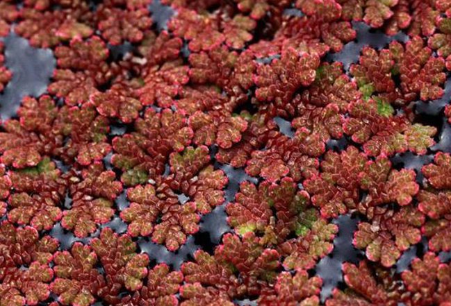 在自然界满江红指的是什么