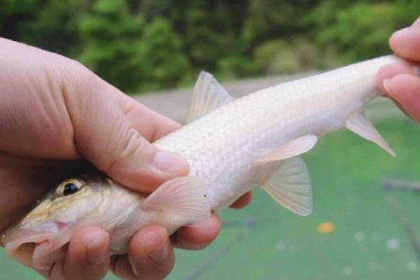 新手接鱼小妙招