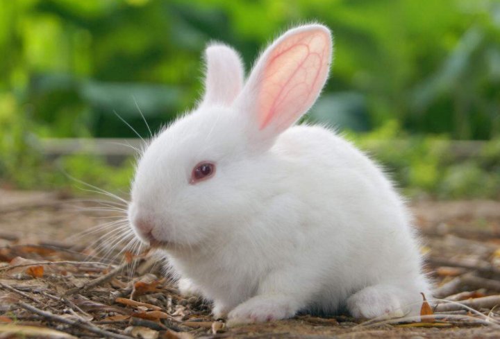 血兔子是什么品种？