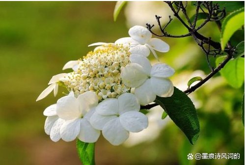 “隔江犹唱后庭花”中的后庭花指的是什么呢？