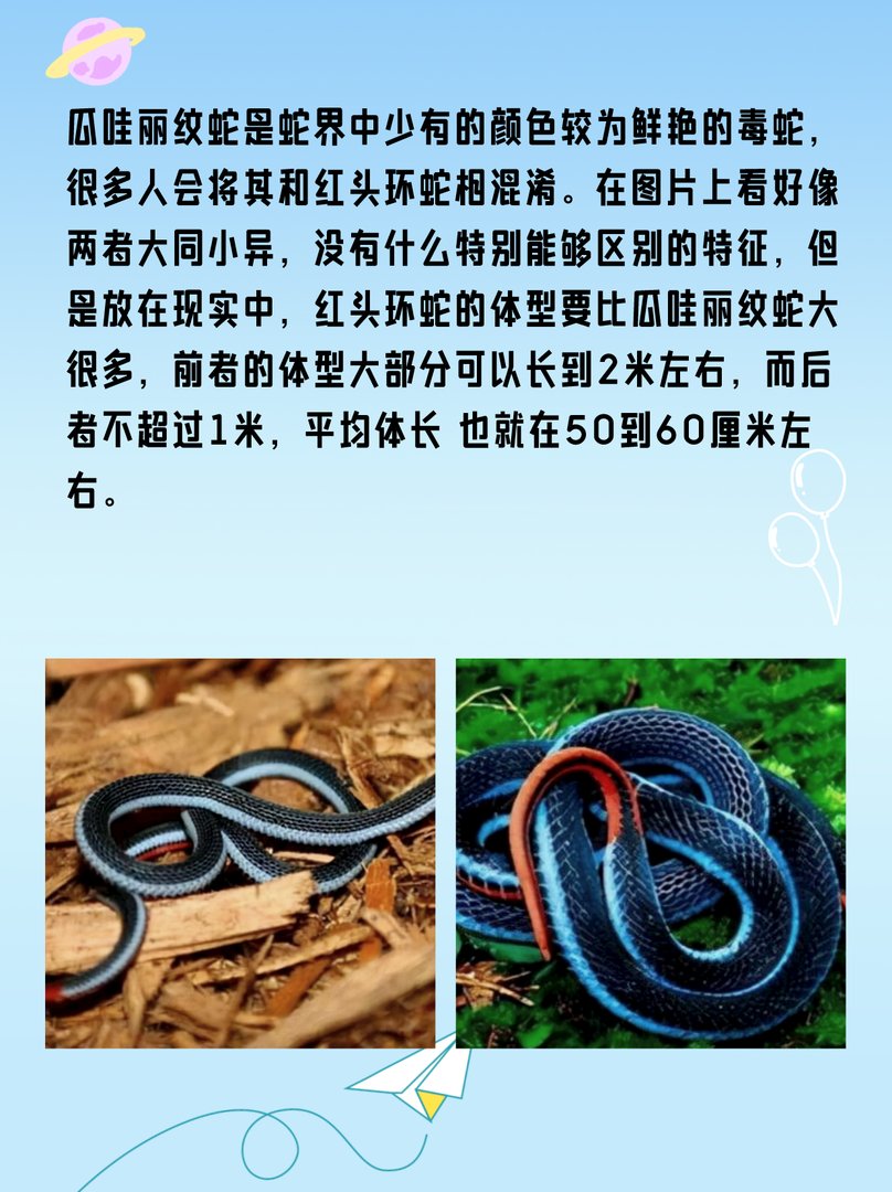 丽纹蛇：国内吃眼王第一蛇？