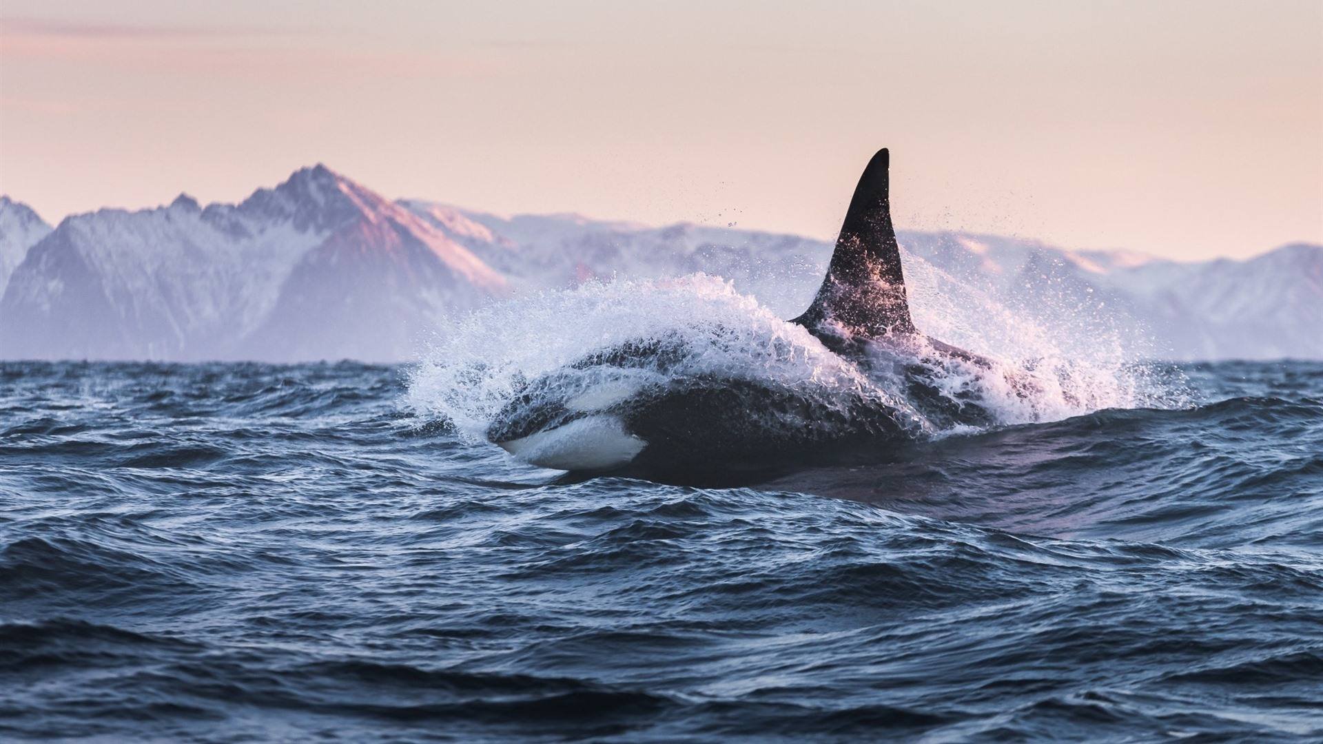 9米鲸鱼搁浅大连海滩,有爆炸风险,当地有关部门采取了哪些应急措施?
