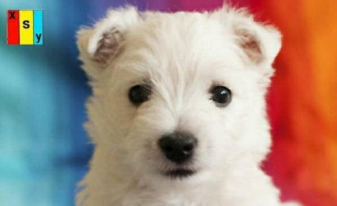 汪星人的解释是什么？