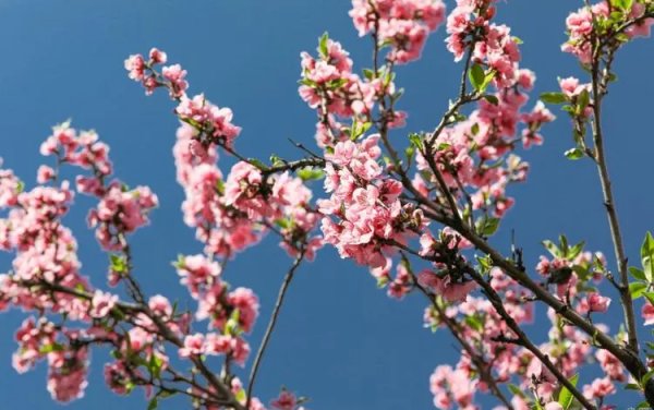 描写早春桃花的诗句