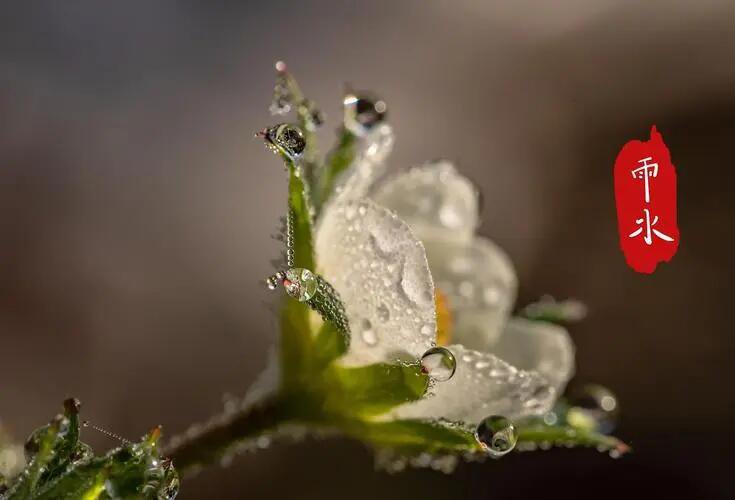 雨水三侯指的是什么?