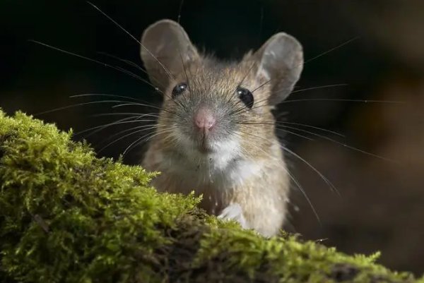 负荆请罪比喻什么动物生肖