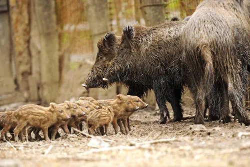野猪闯石家庄一村庄连续袭击3人,被攻击的村民伤势严重吗?