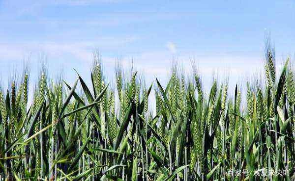 2020年是哪天立春几点