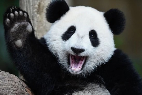 熊不是都要冬眠吗？为什么大熊猫不冬眠？