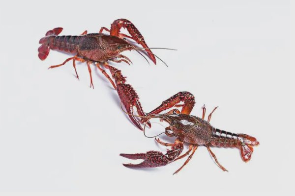 专门剥小龙虾的职业