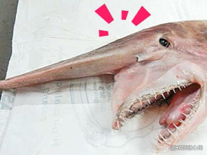 世界上最漂亮的鲨鱼是什么品种的？它的外形有哪些特征？