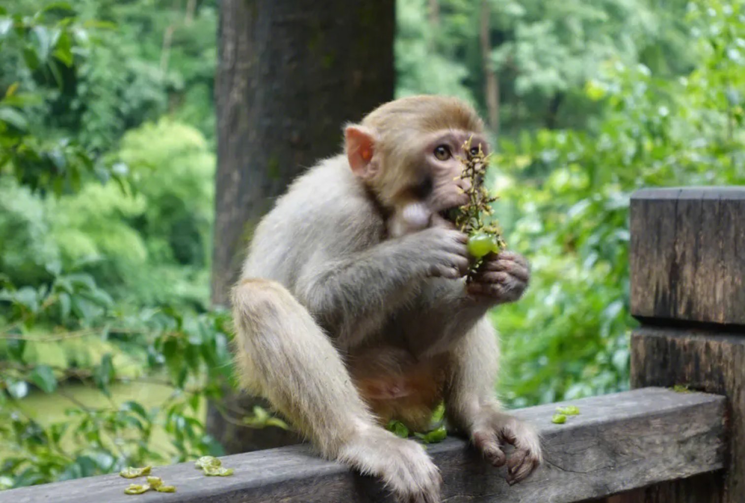 三尺童子是什么生肖