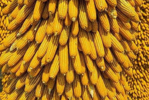 中储粮回应竞拍玉米存在虫眼问题，这是怎么回事？