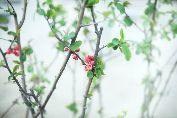 揉指花欲露入壑泉始出翻译是什么？