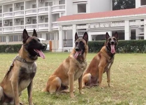 关于军犬战友情的电视剧