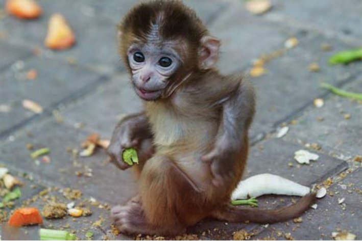 治乱扶危形容什么动物