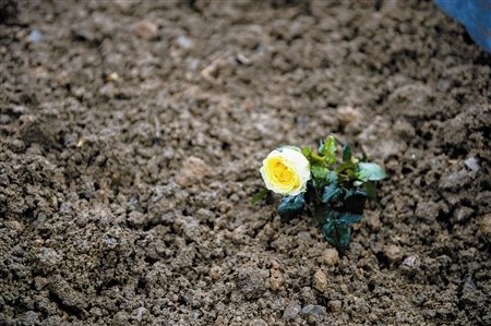 永远的南京·辛德贝格黄玫瑰的名称的由来