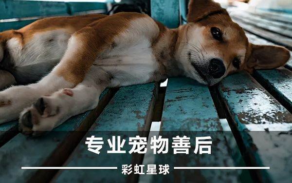 狗狗死了后应该怎么处理?