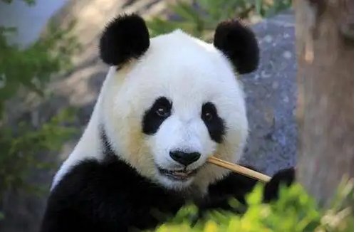 中国大熊猫有多少只？