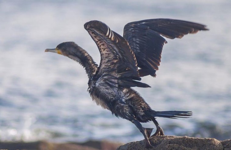 鸬鹚怎么读 字词