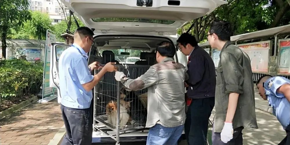 学校保安打死喂奶狗妈妈，校方：存在咬人隐患，如何治理学校的流浪狗？