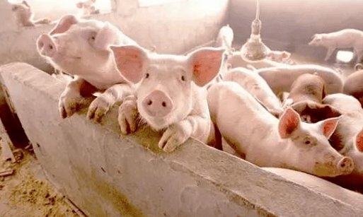 一头猪亏三百！饲料价格上涨怎么办？