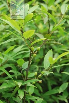 香叶子的介绍