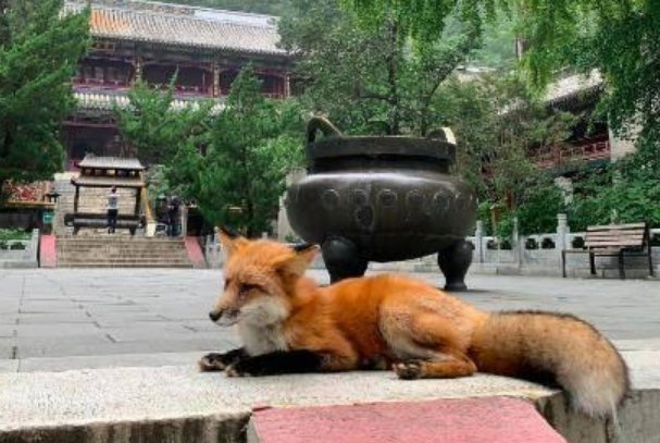 小狐狸频繁现身北京潭柘寺,它究竟是从何而来的?