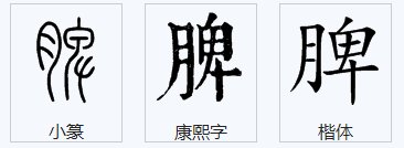脾的笔顺怎么写