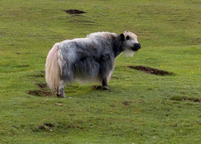 为什么要培育无角的牦牛呢？