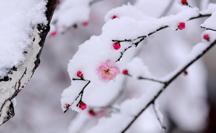 待到山花烂漫时，她在丛中笑的全文是什么？
