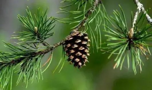 松树叶子像什么怎么填空？